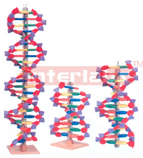 DNA MOLECULE CONSTRUCTION KIT